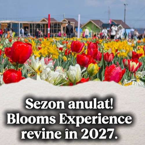 Pătroaia Deal renunță la Feeria Lalelelor în 2026, programată pentru 2027