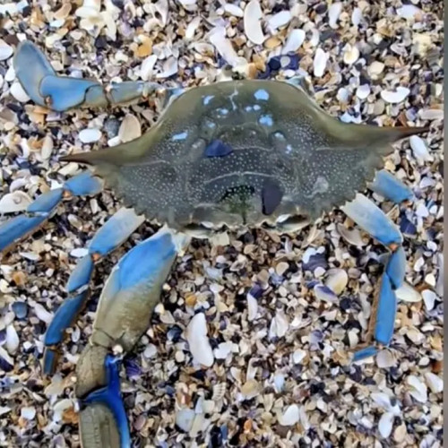 Crabul albastru, o amenințare pentru Marea Neagră și pescuitul din județul Constanța