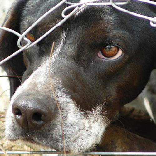 Poliția investighează un caz de maltratare a animalelor în Telești