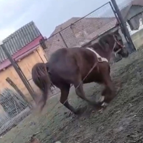 Bărbat din Vâlcea sancționat cu 13.200 de lei pentru cruzime față de un cal