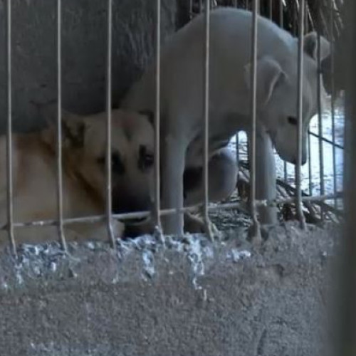 Activitatea adăpostului de câini din Suraia, suspendată din cauza maltratării animalelor