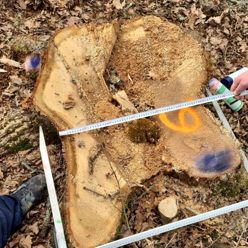 Ministrul Mediului anunță descoperirea tăierilor ilegale în Podișul Hârtibaciului