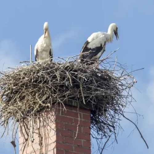 Poliția din Călățele pregătește relocarea unui cuib de barză