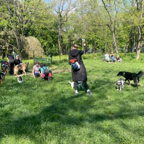 Clujenii se plâng de câini plimbați fără lesă în oraș