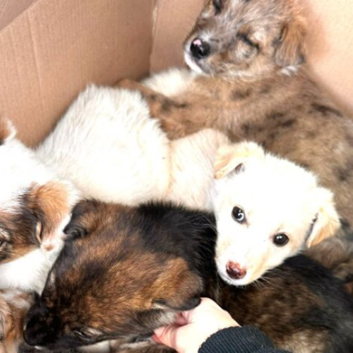 Poliția Vâlcea identifică o femeie acuzată de abandonul câinilor