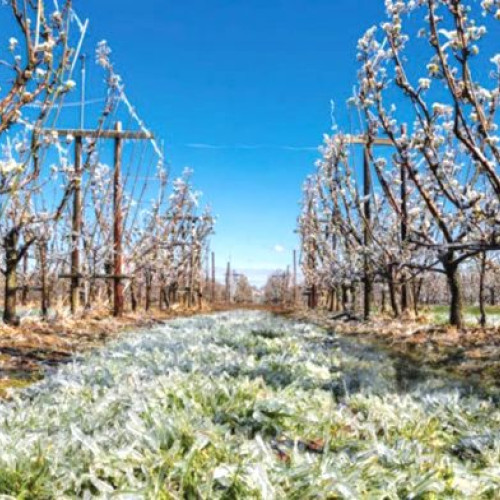 Pomicultorii prahoveni care au fost afectaţi de îngheţul târziu de anul trecut pot depune solicitări la APIA