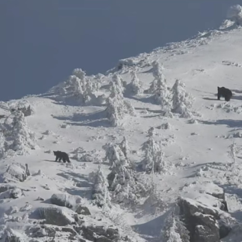 O ursoaică cu pui surprinsă în Munții Țibleșului