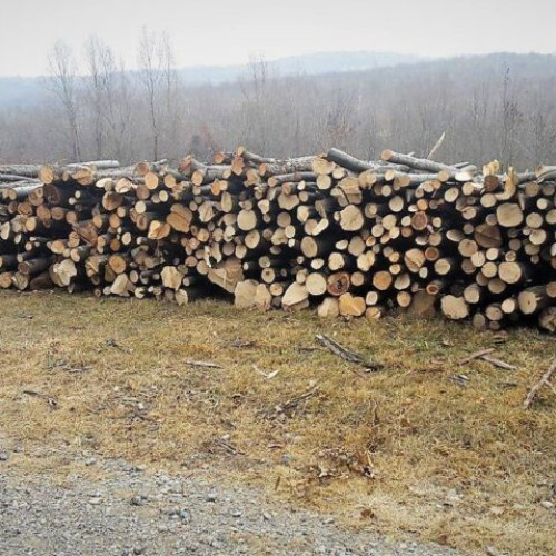 Controlele pădurilor se intensifică: platformă națională și camere pentru Romsilva