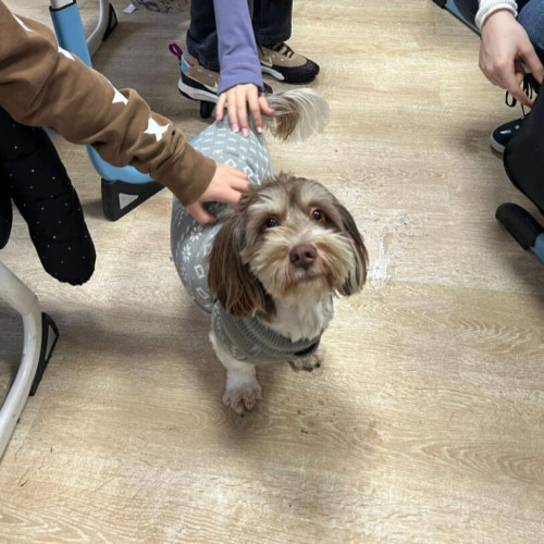 Disciplină nouă în școli pentru protecția animalelor