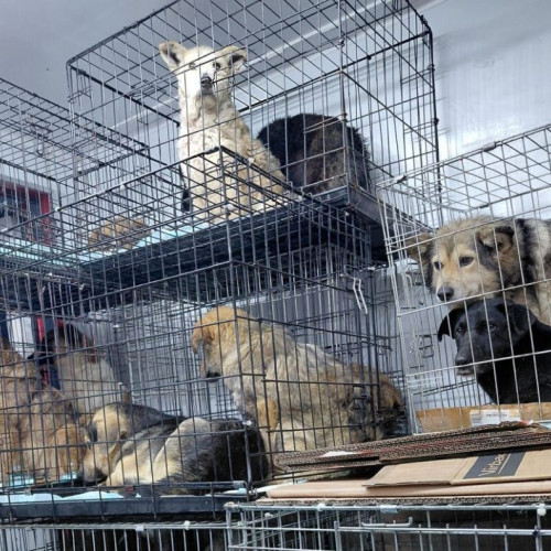 Îngrijorări grave după maltratarea câinilor la Pipo Animals