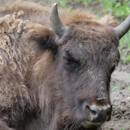 Cadavre de animale descoperite la ferma de bizoni din Recea Cristur