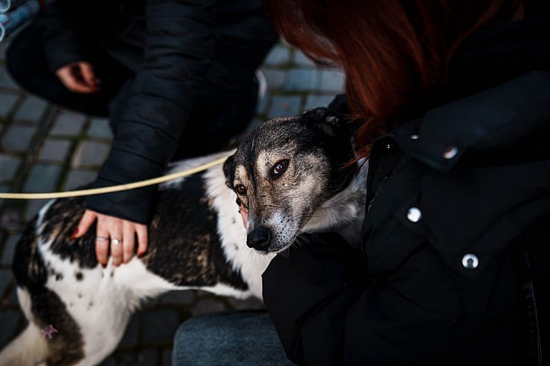Peste 110 câini așteaptă adopție la Adăpostul din Câmpul Frumos