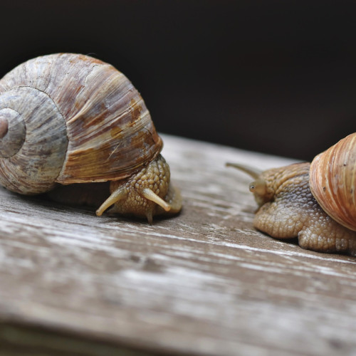 O companie din Avrig își croiește drumul în afacerile cu melci