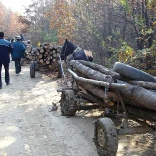 Poliția Satu Mare a acționat împotriva tăierilor ilegale de arbori