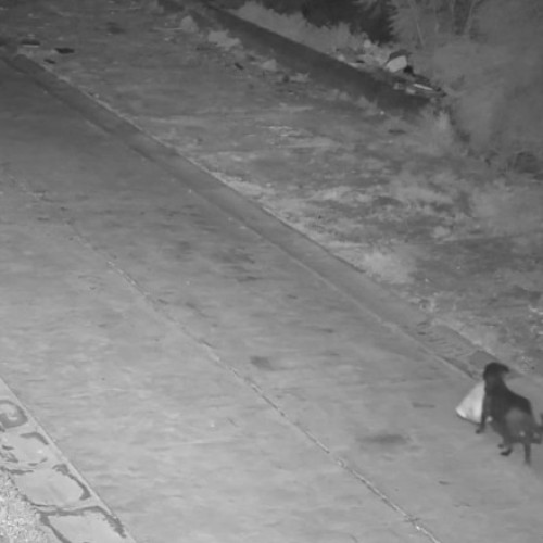 Bărbat din Catania dă dovezi de ingeniozitate pentru a evita amenzile