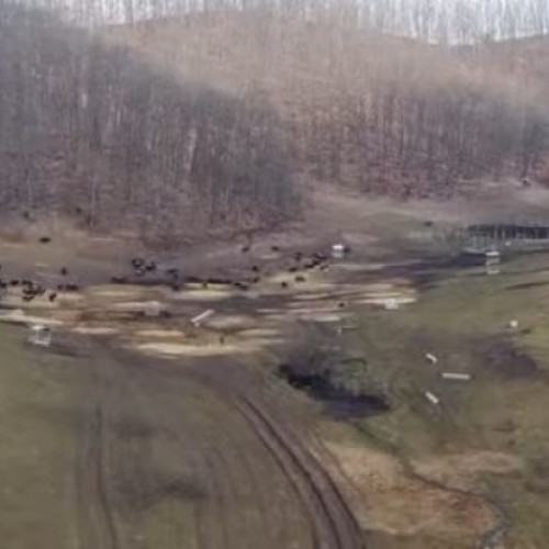 Cadavrele a 214 animale descoperite la o fermă din Recea-Cristur