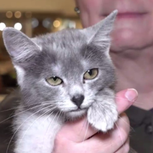 Cel mai mare concurs de pisici din România premiază frumusețea și carisma