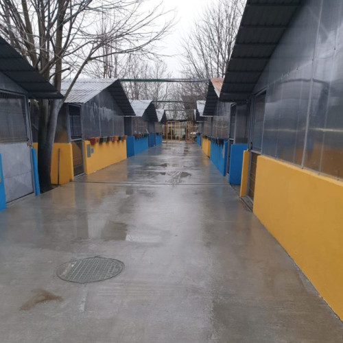 Ilfovul demarează un centru de adopții pentru câini fără stăpân