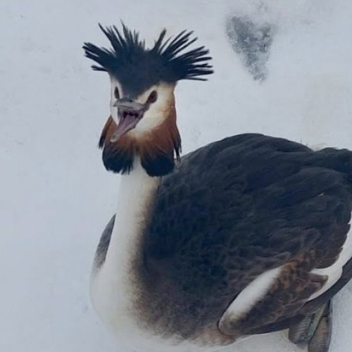 Polițiștii locali salvează un corcodel mare căzut în zăpadă