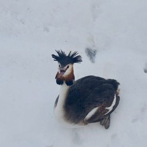 Poliția Locală salvează un Corcodel mare căzut în zăpadă la București