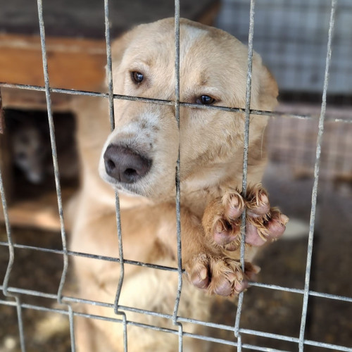 Adăpostul de câini din Fetești atinge capacitatea maximă, apel la adopții