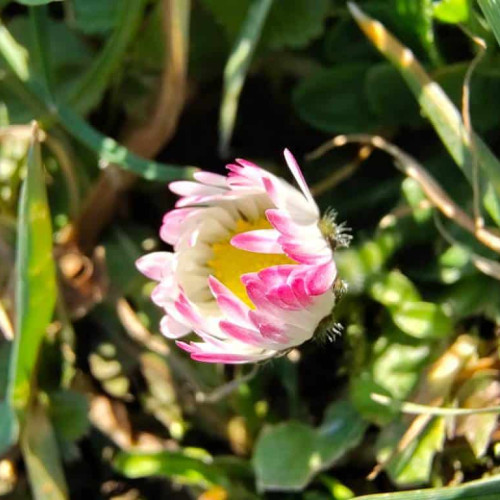 Vreme caldă și schimbătoare în martie, cu ninsori programate