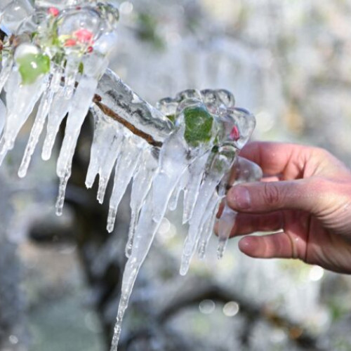 Sprijin financiar pentru fermierii cu pagube în pomicultură