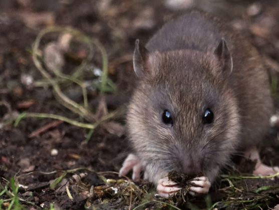 Chemisch vs. Klapvallen
