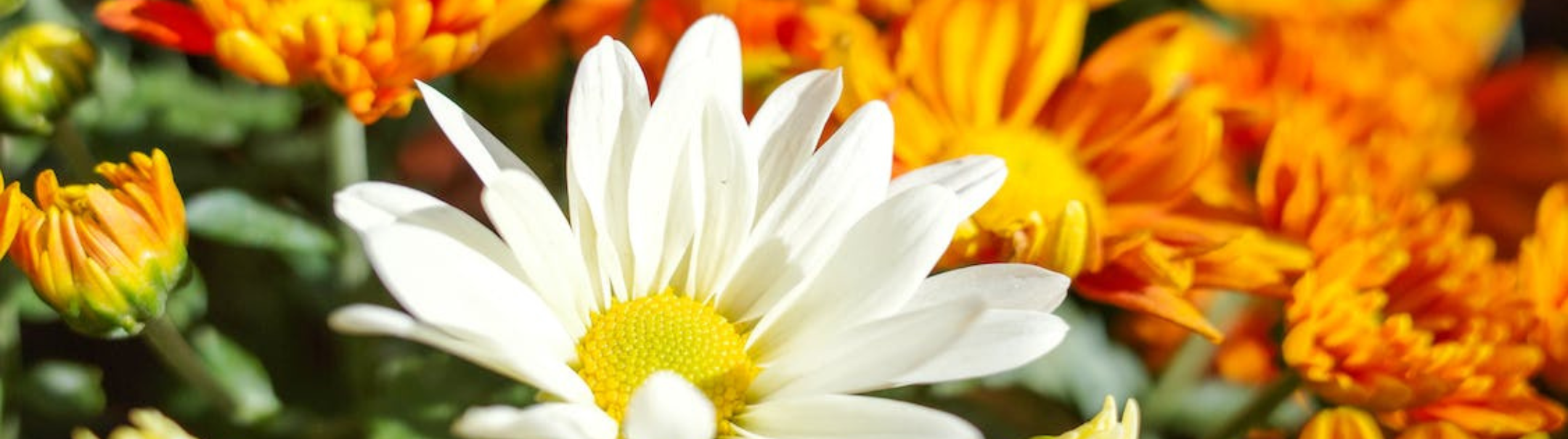 Productiemedewerker Bloemen