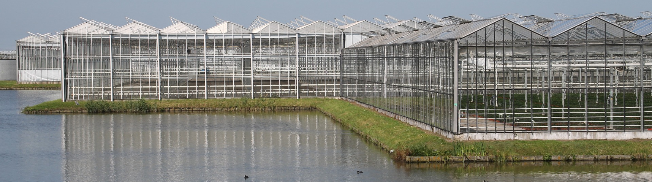 Meewerkend voorman kwekerij