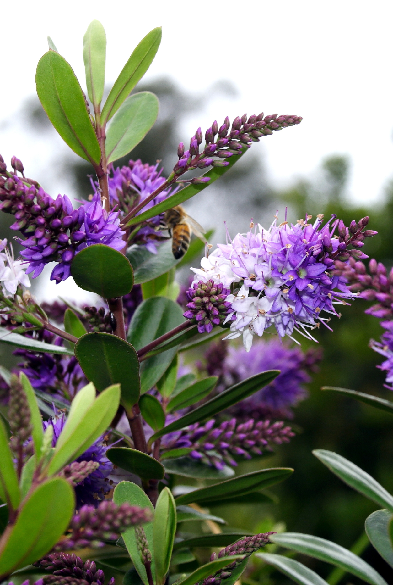 Allround Medewerker Planten