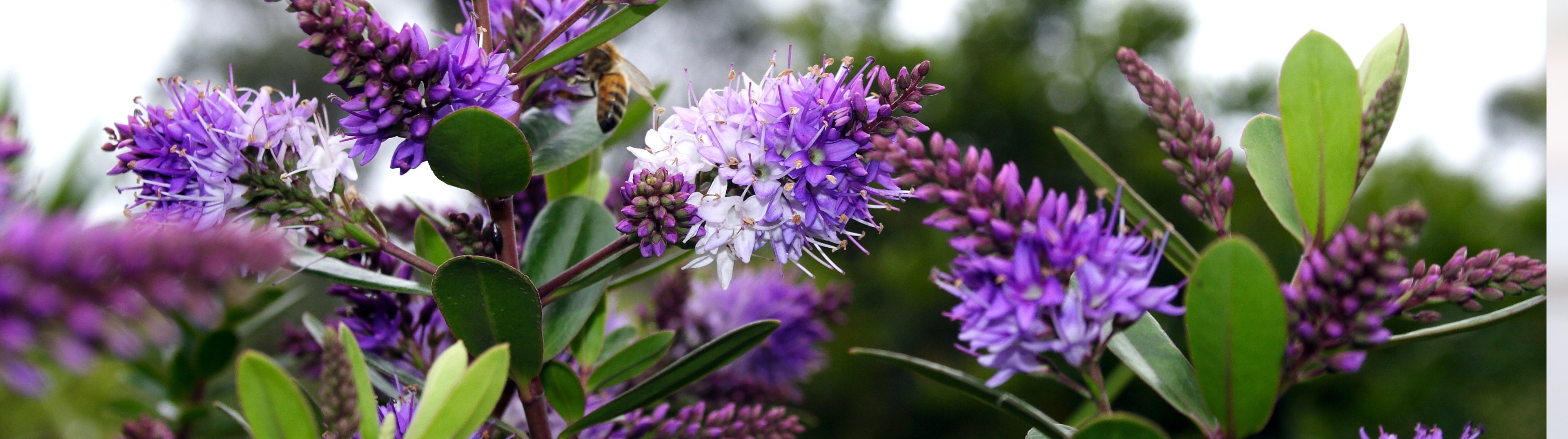 Allround Medewerker Planten