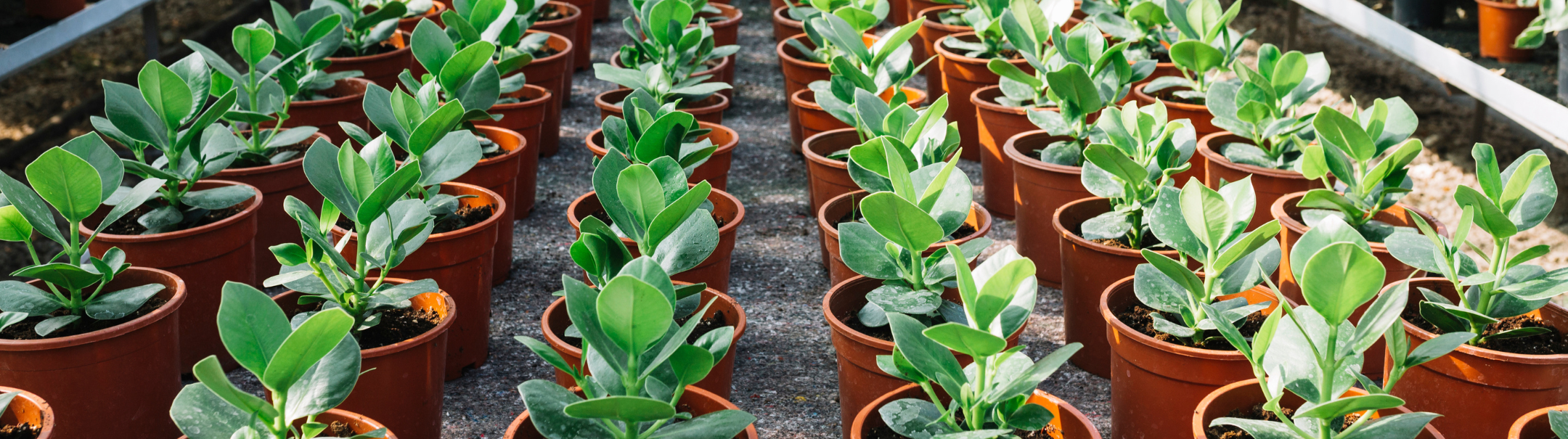 Allround Medewerker Tuinbouw