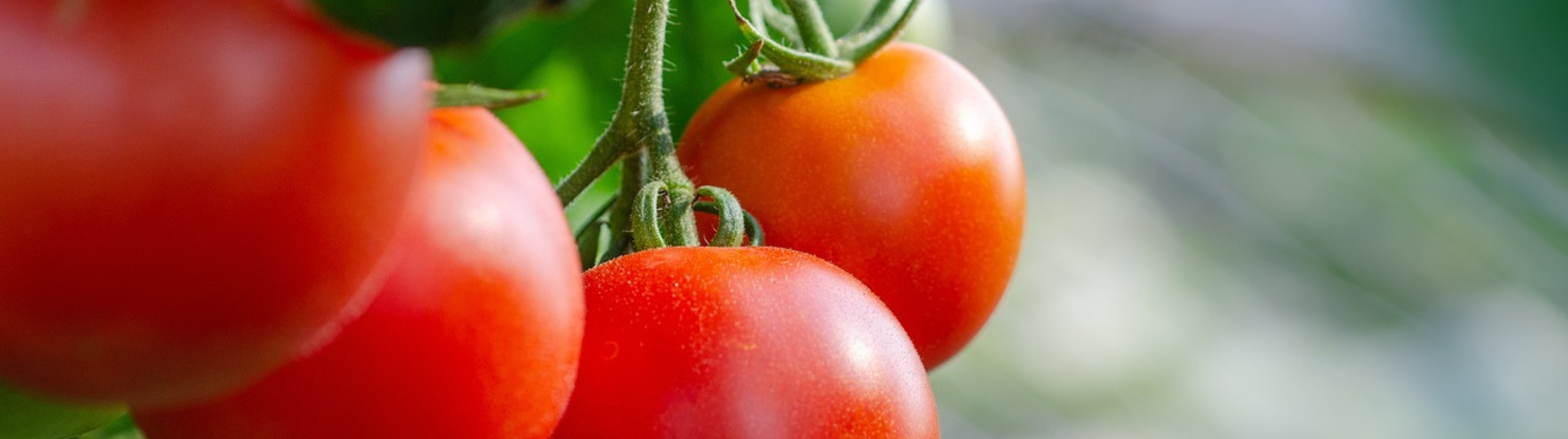 Gewasverzorger Tomaten