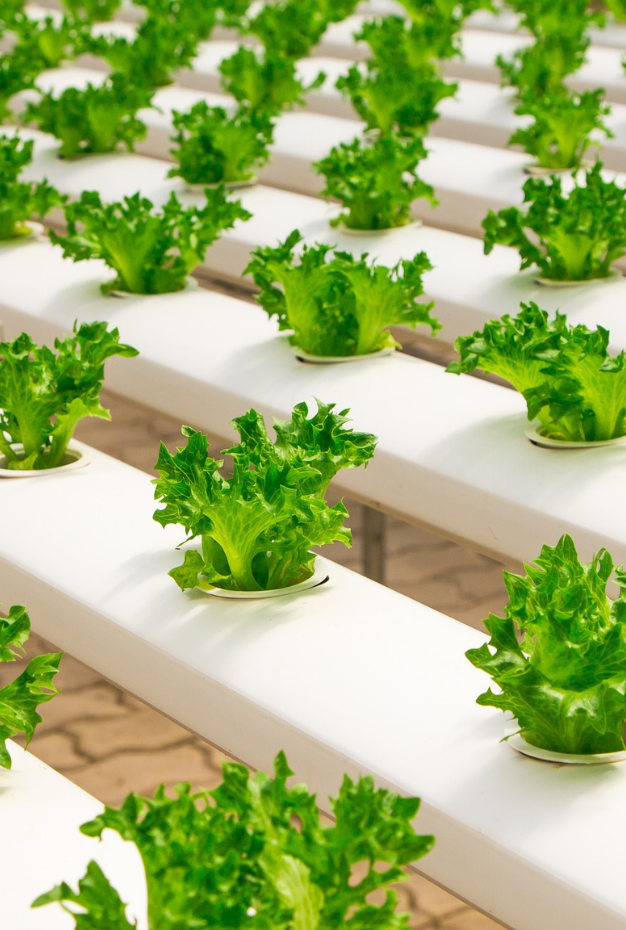 Greenhouse Employee Lettuce