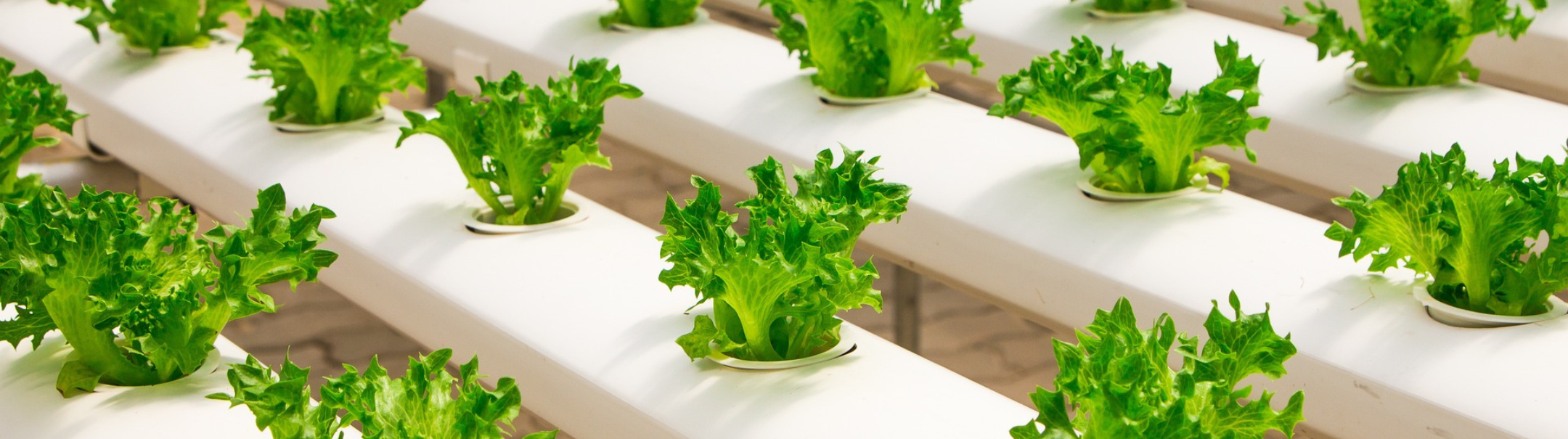 Greenhouse Employee Lettuce