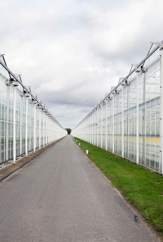 Gewasbeschermer Gerbera's