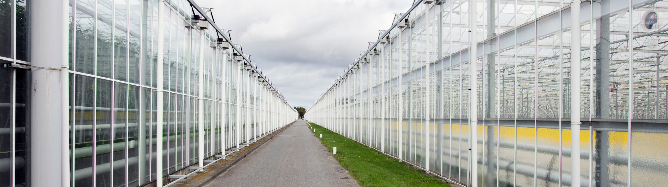 Gewasbeschermer Gerbera's