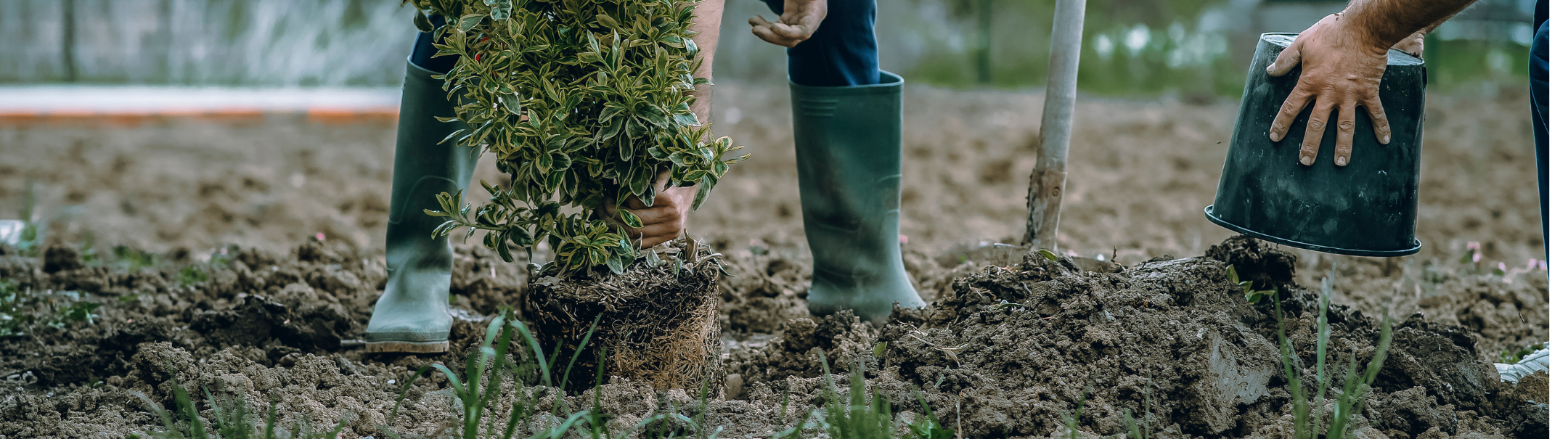 Praca przy hodowli drzewek ozdobnych