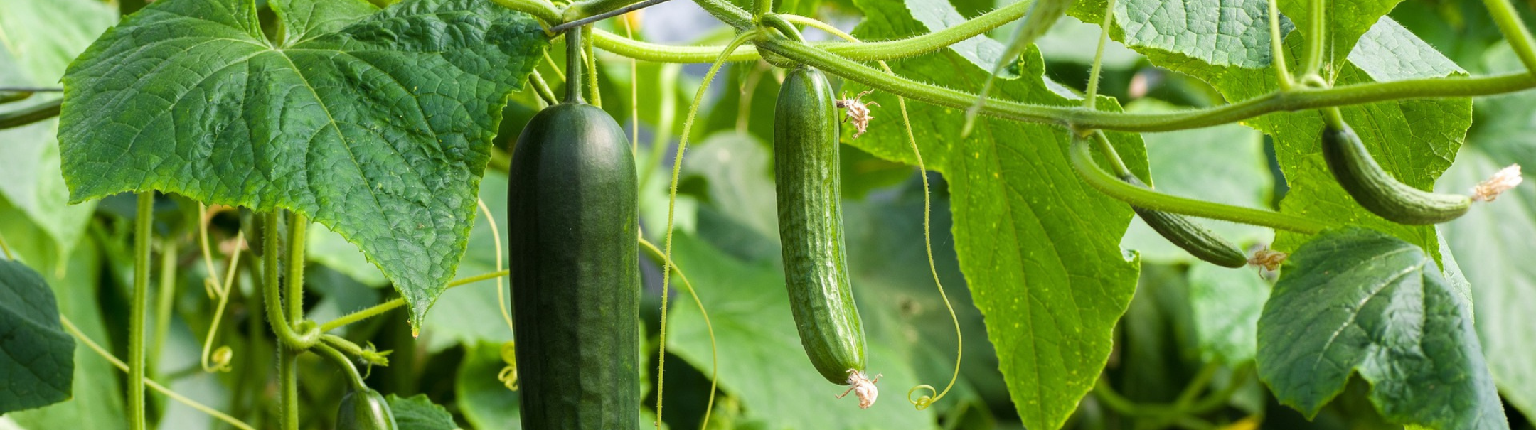 Greenhouse Vegetable Cultivation Assistant