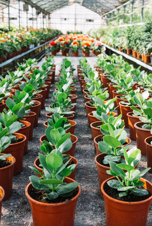 Allround Medewerker Tuinbouw
