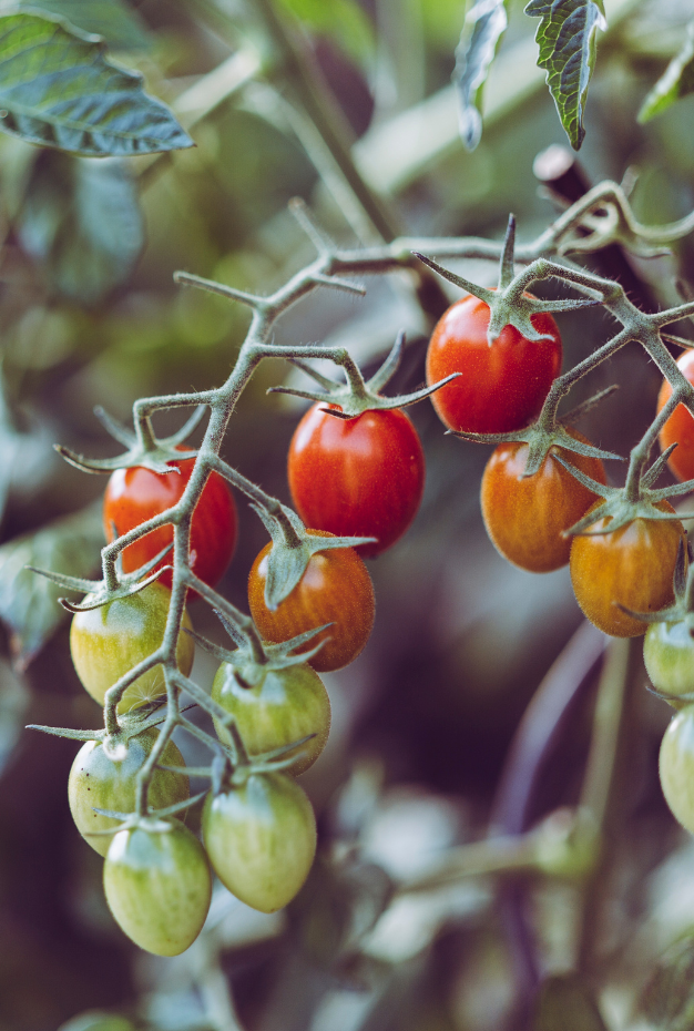 Oogstmedewerker Tomaten