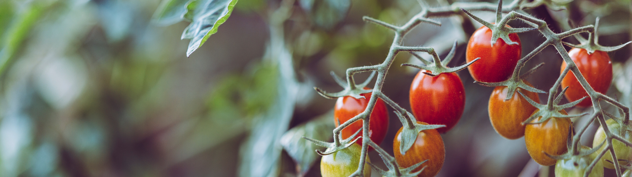 Oogstmedewerker Tomaten