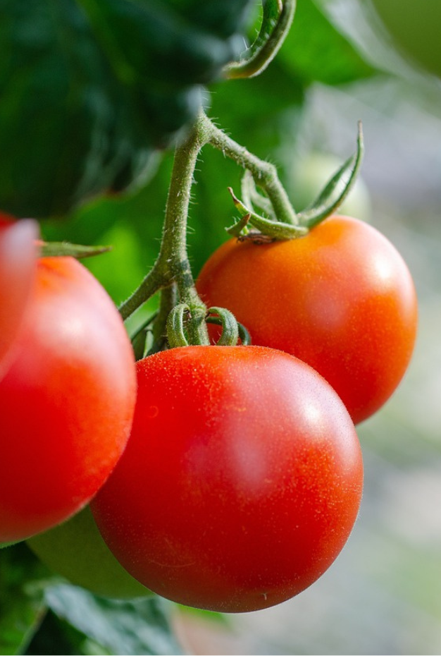 Tomaten Teeltmedewerker