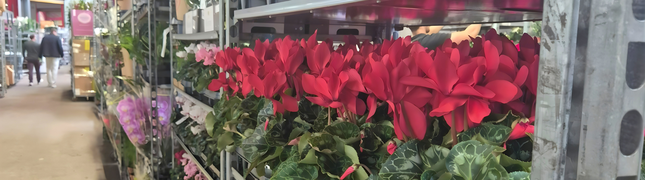 Parttime Orderpicker Bloemenveiling