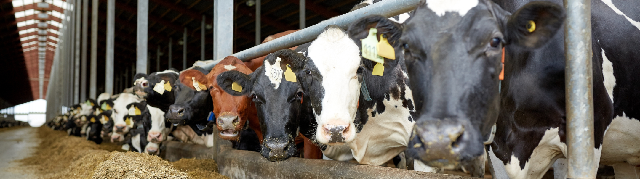 Dairy Farm Employee