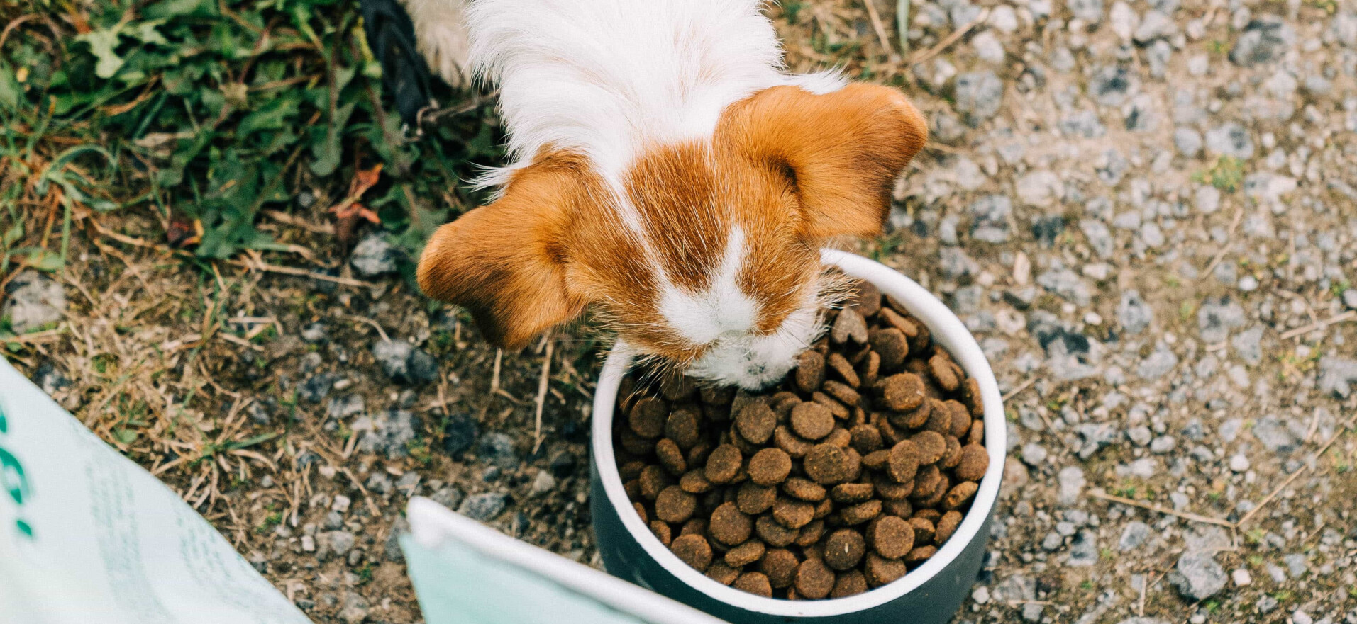 Gezond hondenvoer