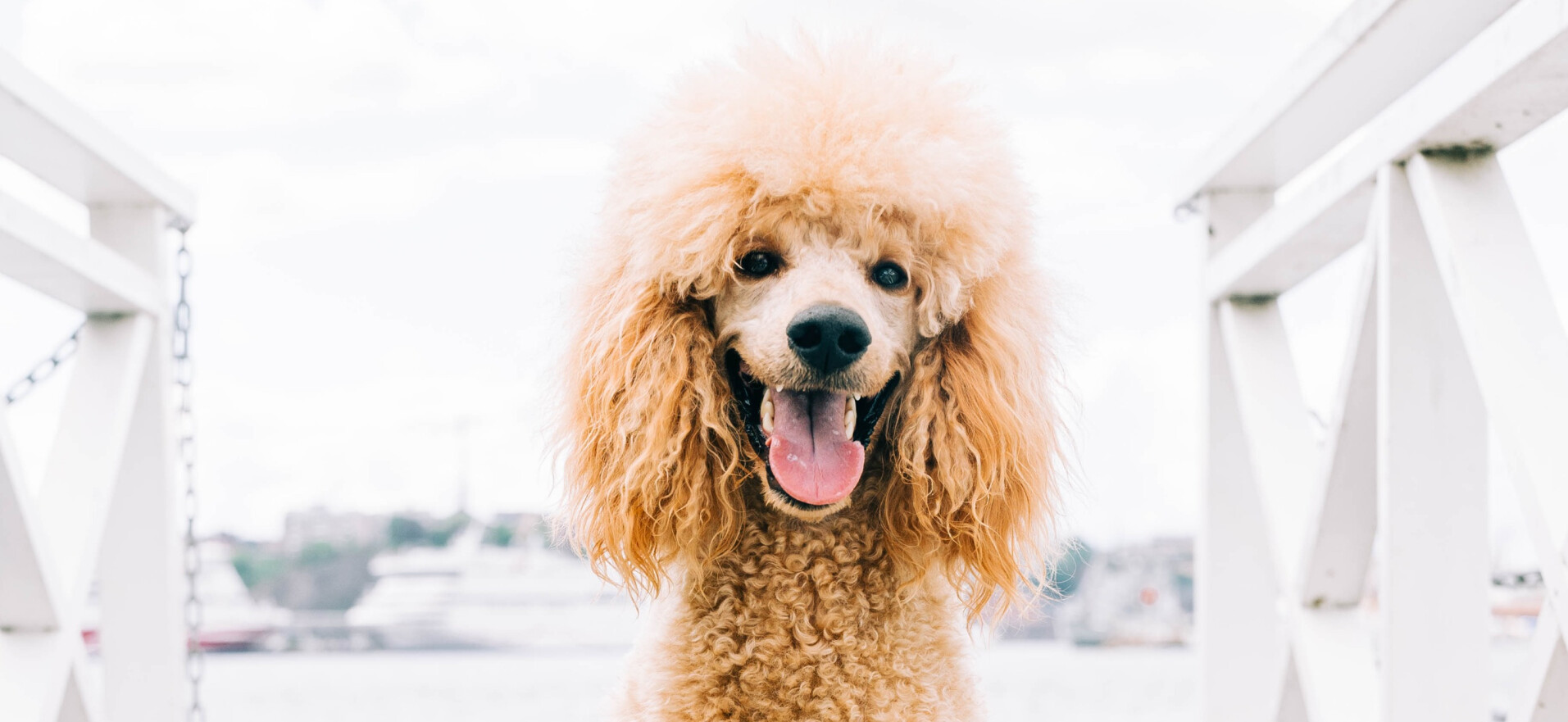 Proteinreiches Hundefutter