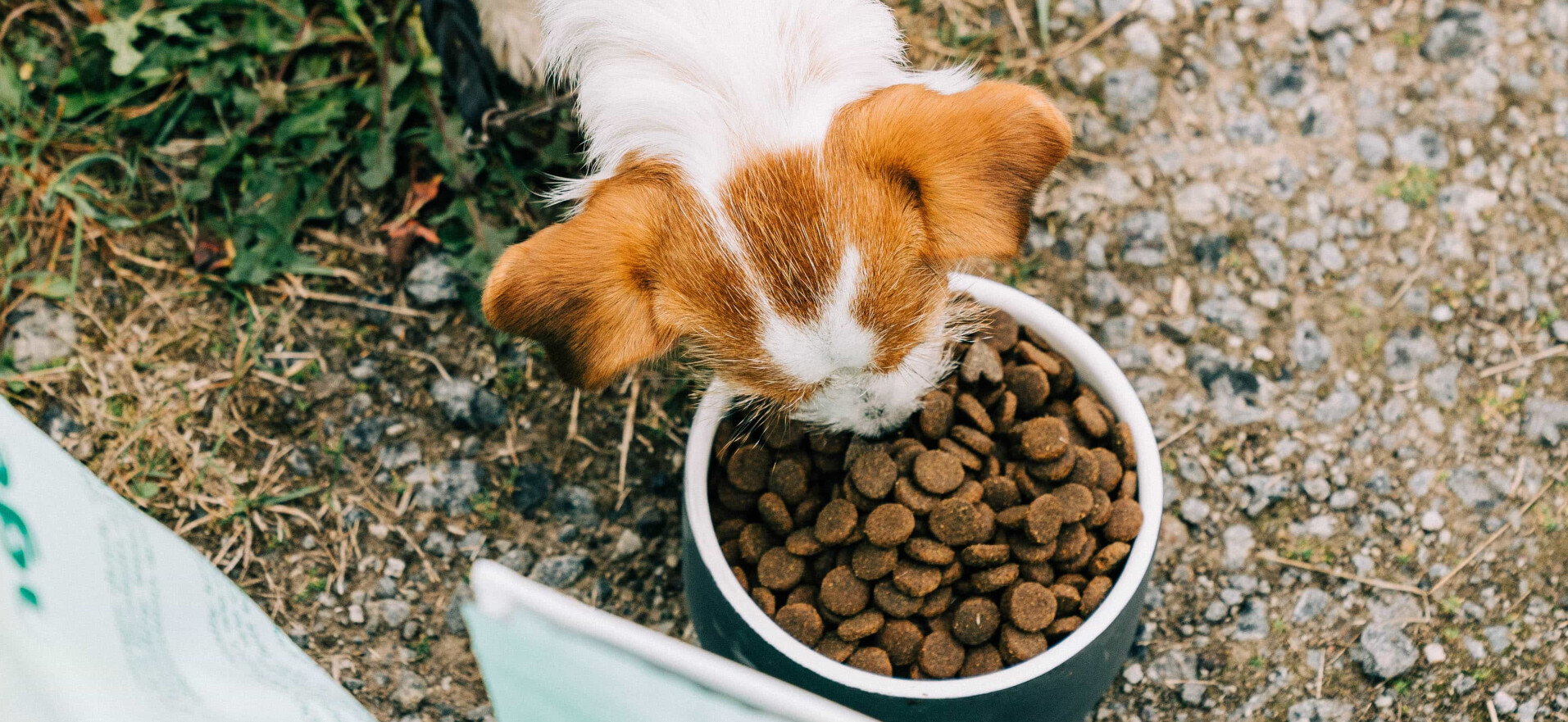 Kraftfutter für Hunde
