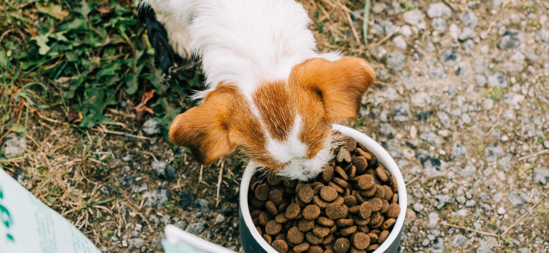 Nourriture saine pour chiens